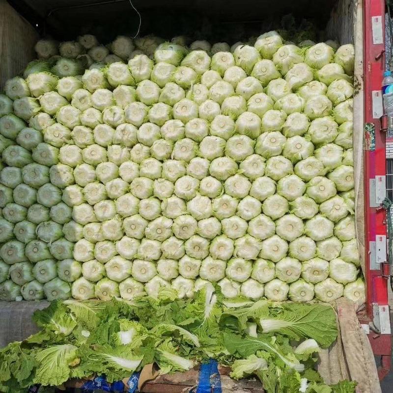 山东大白菜大量现货批发，产地一手货源充足
