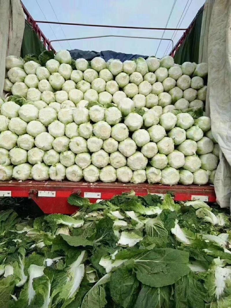 山东大白菜大量现货批发，产地一手货源充足
