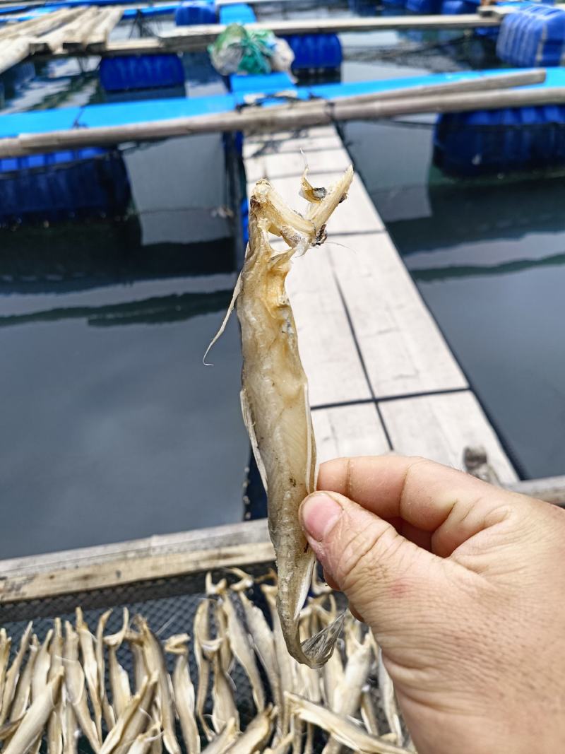 龙头鱼干霞浦原产地去肚淡干无盐海面生晒无任何添加无腌制