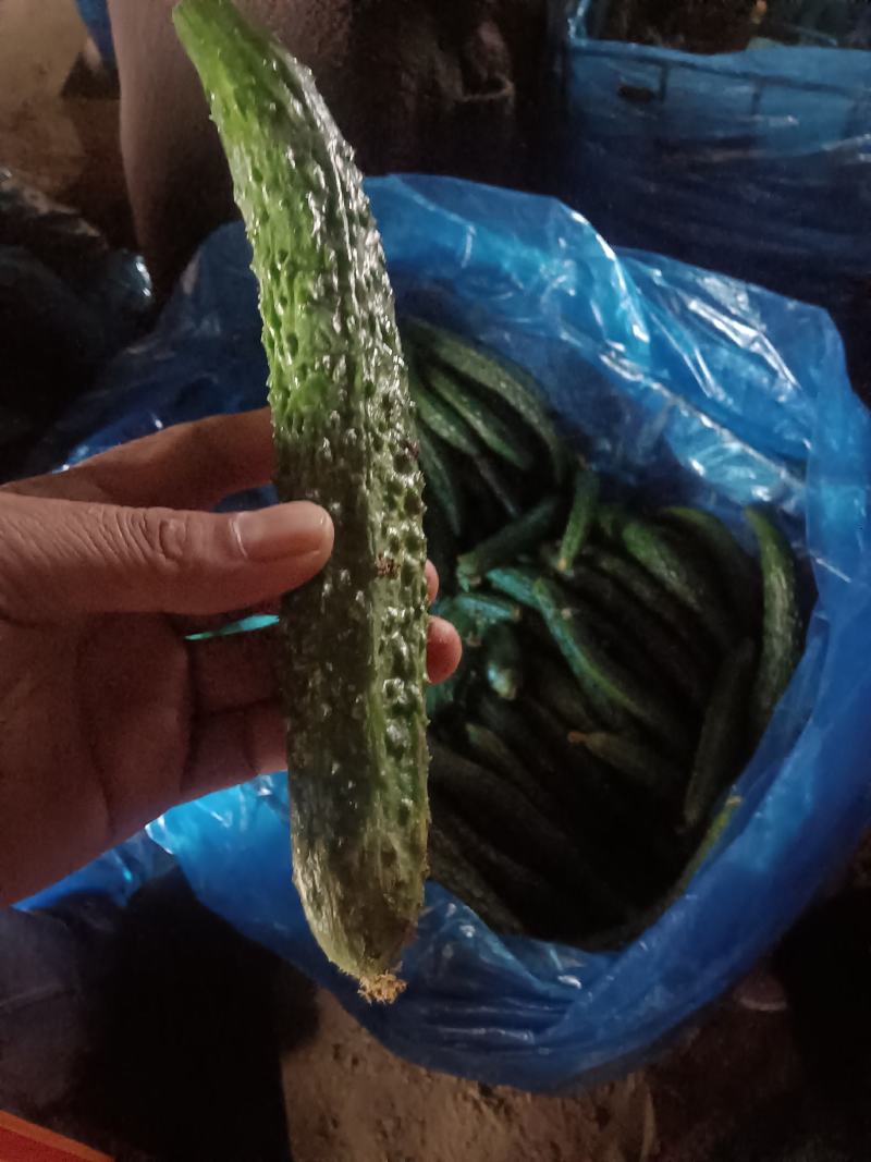 密刺黄瓜鲜花带刺22一26产地直供欢迎客户前来选购。