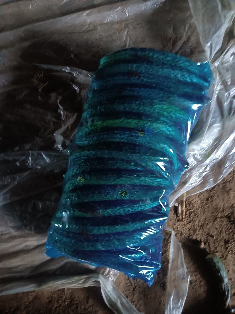 密刺黄瓜鲜花带刺22一26产地直供欢迎客户前来选购。
