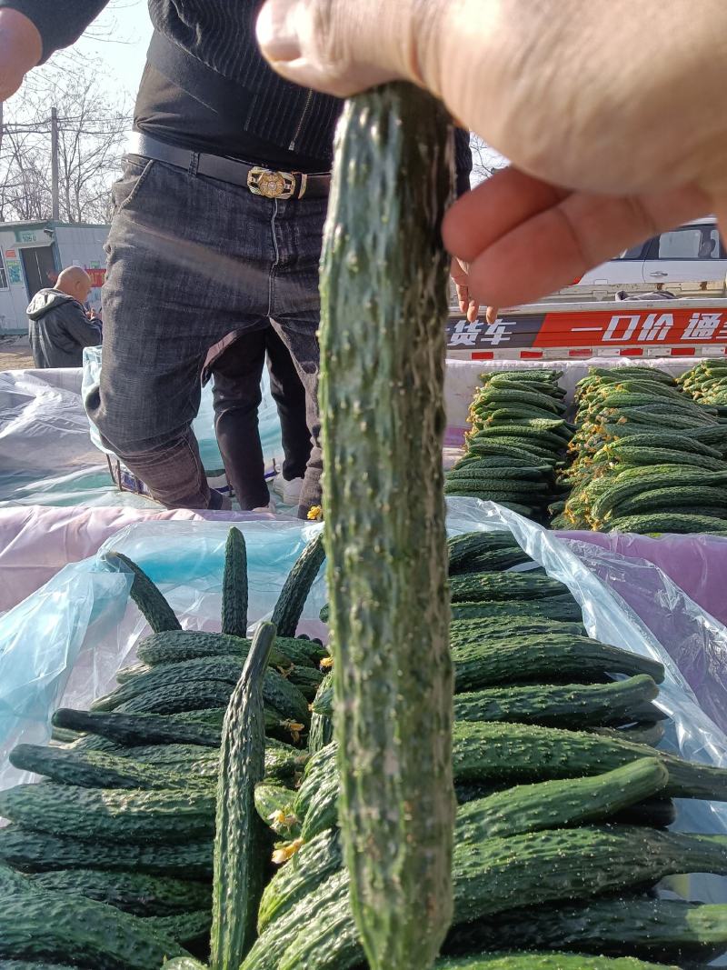 密刺黄瓜鲜花带刺22一26产地直供欢迎客户前来选购。