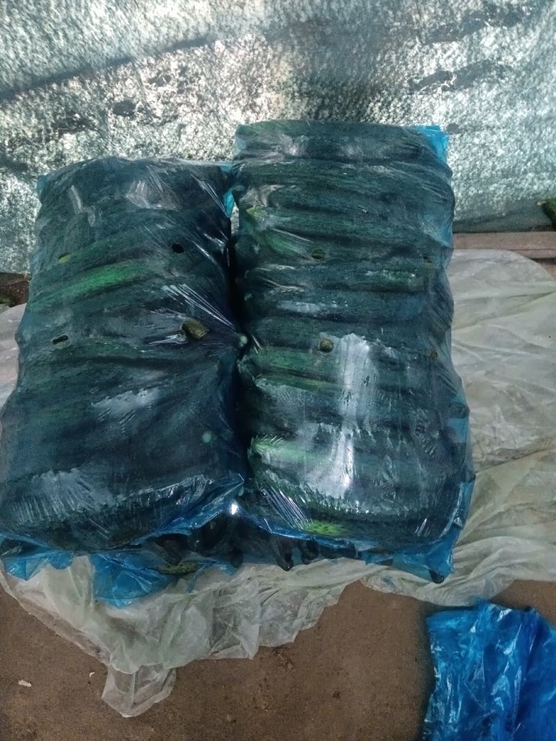 密刺黄瓜鲜花带刺22一26产地直供欢迎客户前来选购。