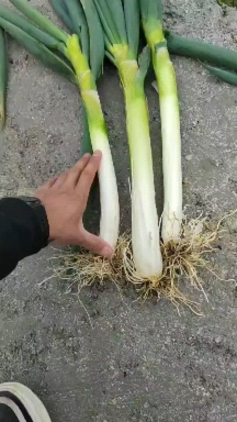 铁杆大葱，优质产品，一件代发全国发货，质量优良，需要老板