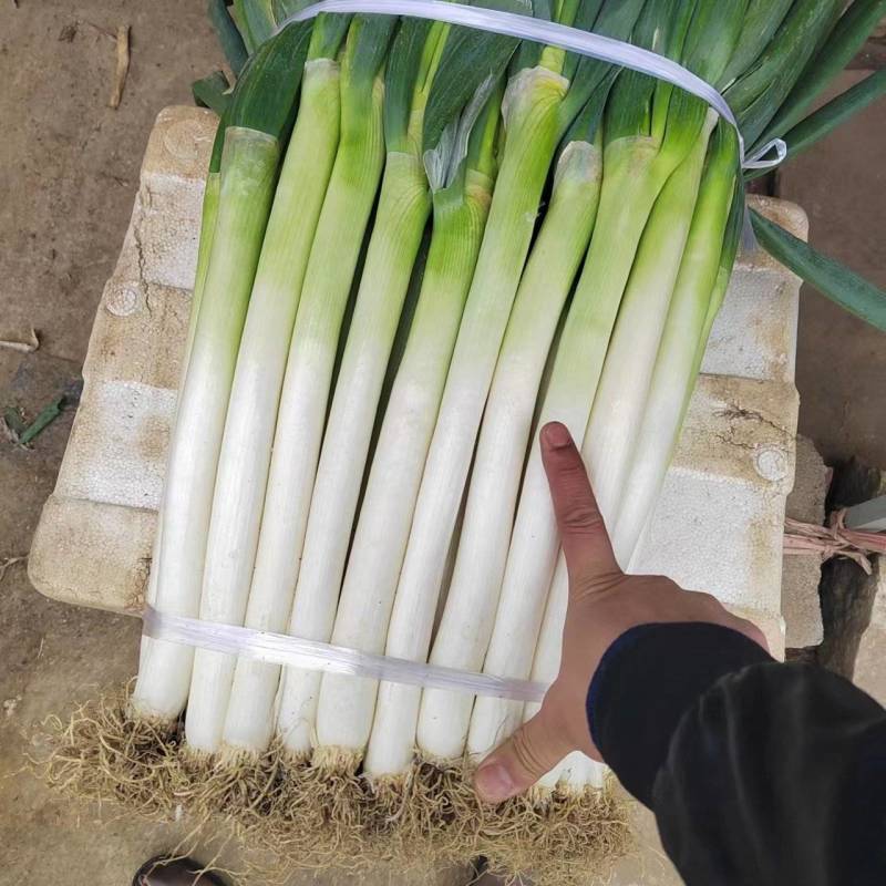 铁杆大葱，优质产品，一件代发全国发货，质量优良，需要老板