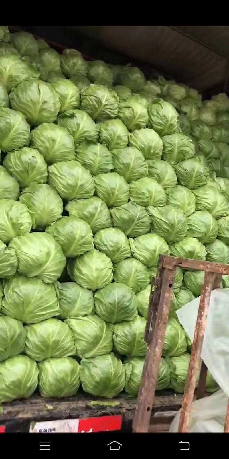 甘蓝，饶阳小萱萱甘兰上市中，能起车需要的可以联系我
