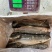 鲻鱼