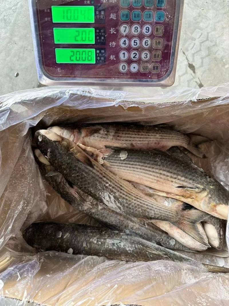 鲻鱼