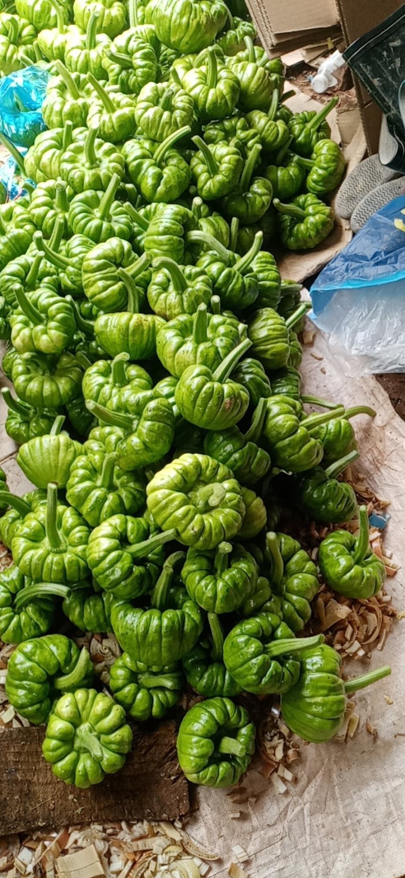 自家种植，姜柄瓜大量批发零售，大瓜小瓜都有规模大产量大
