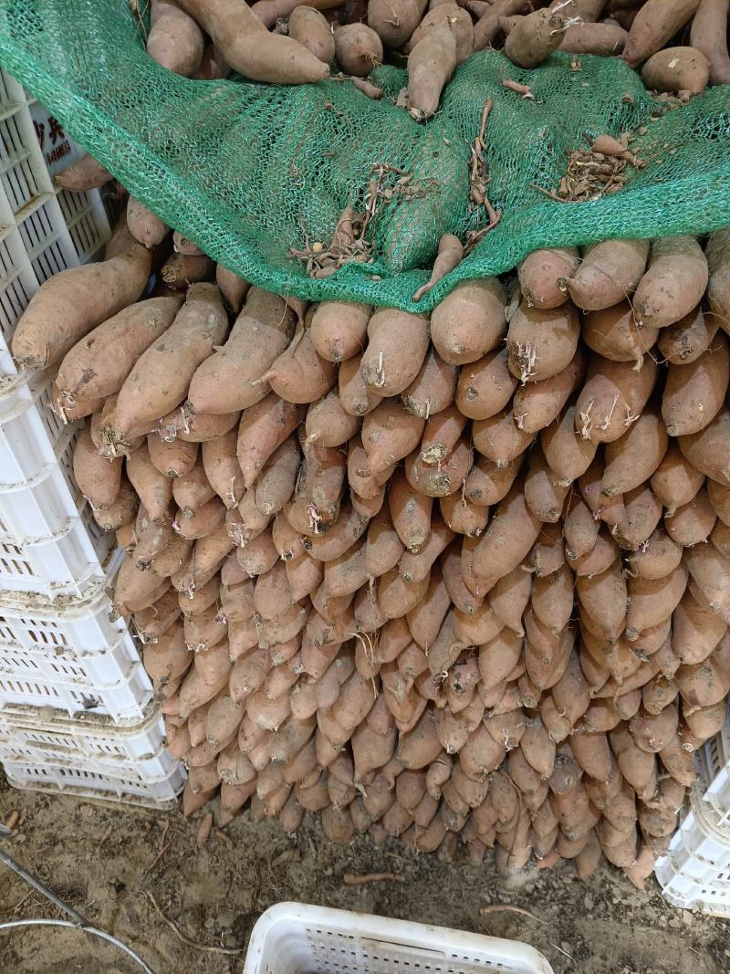 大量龍九