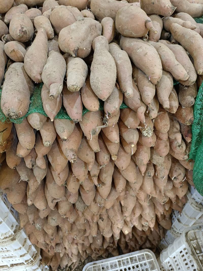 大量龍九