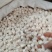粉质野生牛大大力新货无硫香味十足各种规格批零兼营