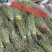 粉质野生牛大大力新货无硫香味十足各种规格批零兼营