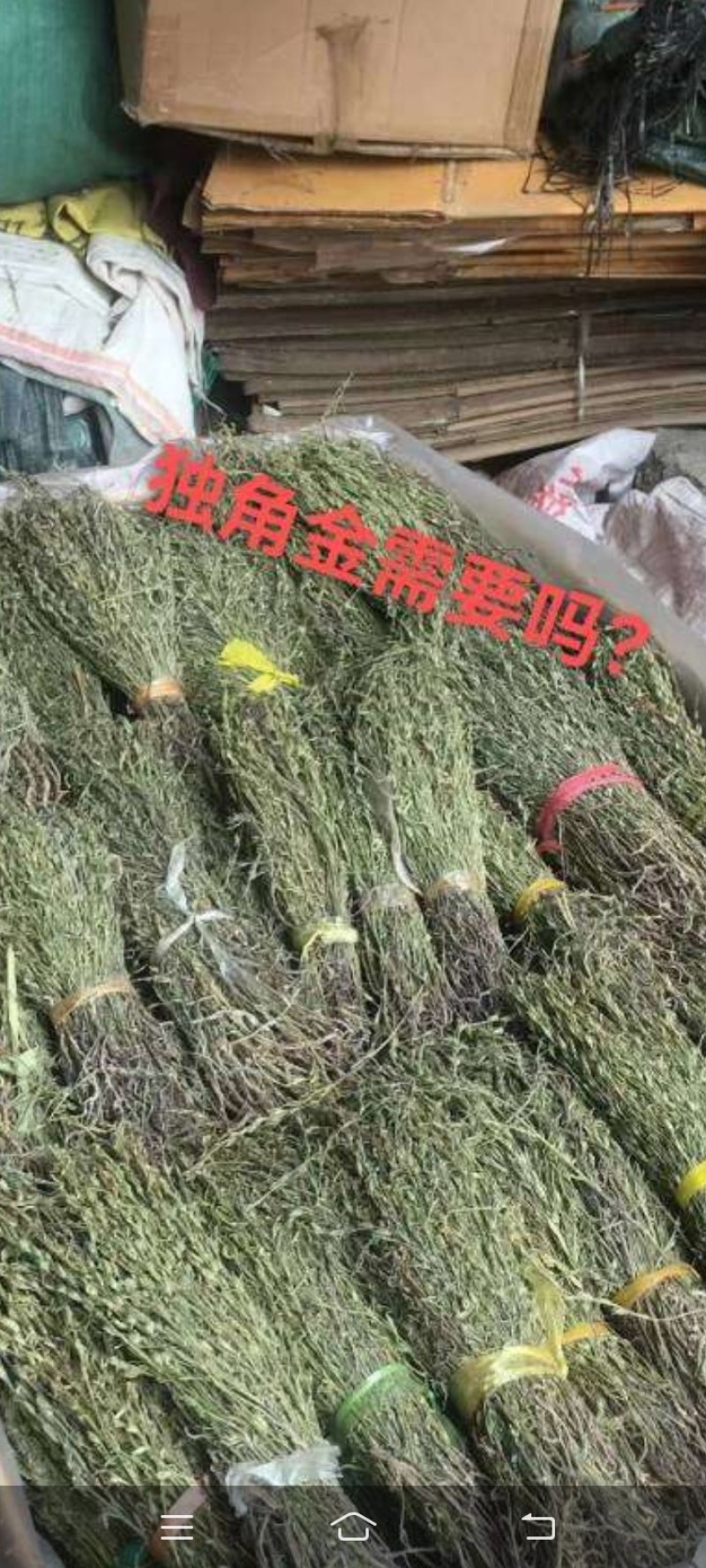 粉质野生牛大大力新货无硫香味十足各种规格批零兼营