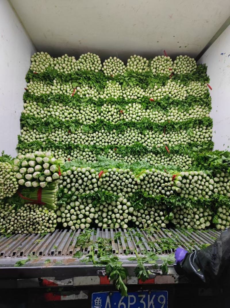 芹菜70cm以上饶阳县芹菜颜色好菜好质量好不空心