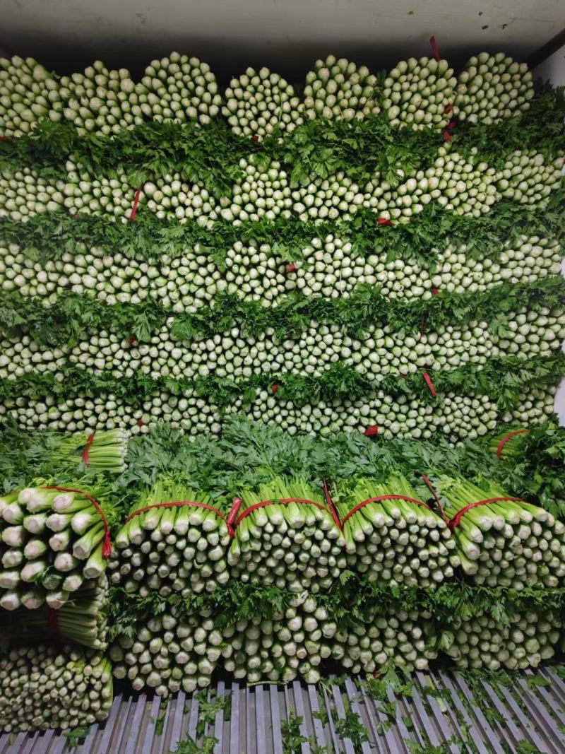 芹菜70cm以上饶阳县芹菜颜色好菜好质量好不空心