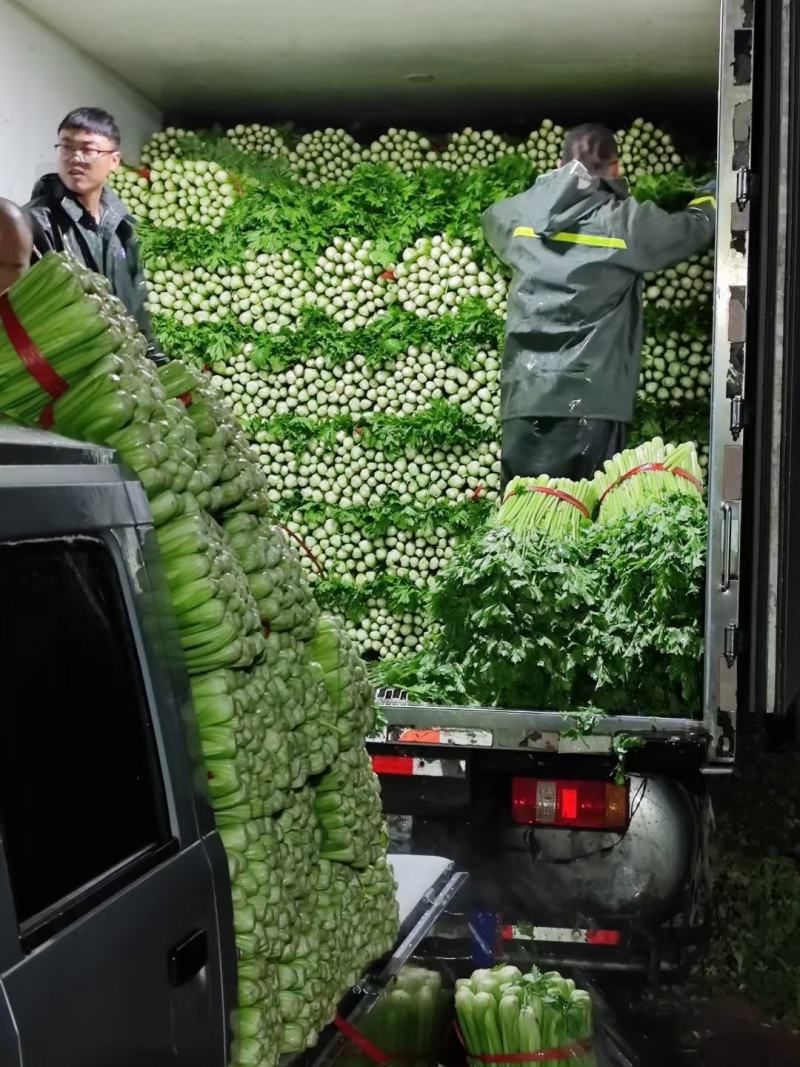 芹菜70cm以上饶阳县芹菜颜色好菜好质量好不空心