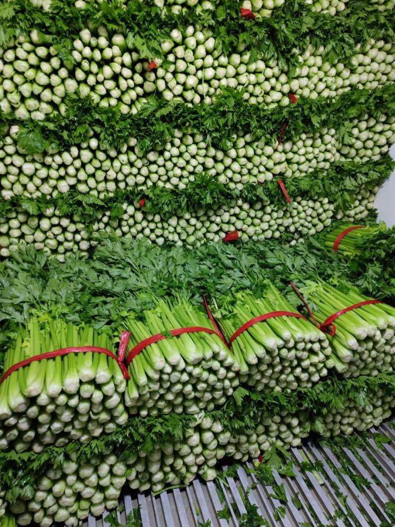 芹菜70cm以上饶阳县芹菜颜色好菜好质量好不空心