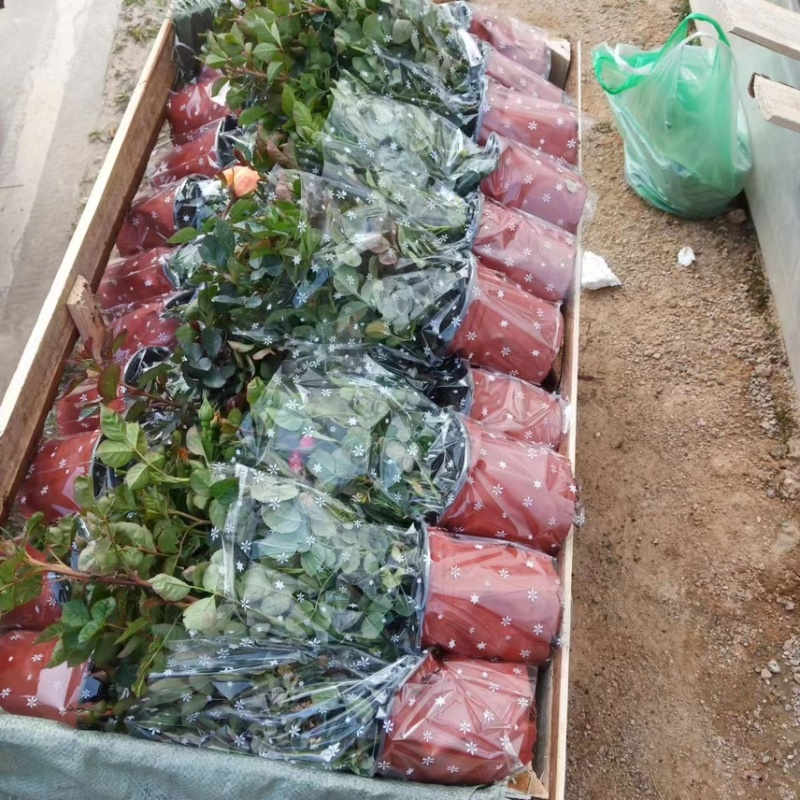 月季基地直批