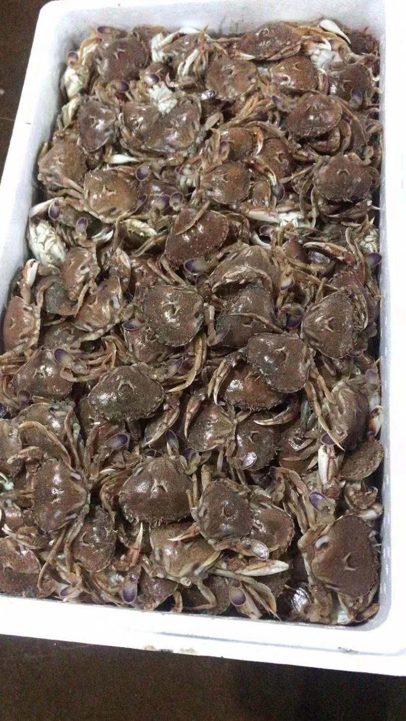 梭子蟹单冻梭子蟹东港飞蟹梭子蟹螃蟹梭子蟹礼盒梭子蟹