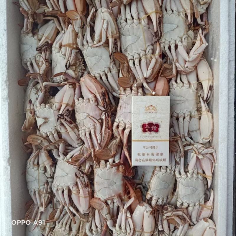 梭子蟹单冻梭子蟹东港飞蟹梭子蟹螃蟹梭子蟹礼盒梭子蟹