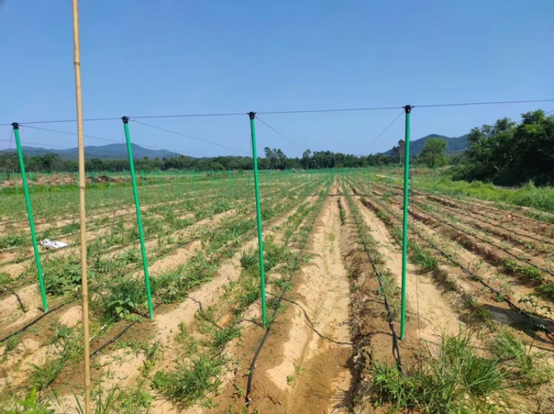 玻璃纤维立柱支撑农业新型材料育苗支架拱棚支架