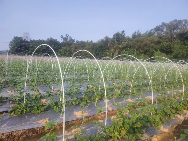 玻璃纤维立柱支撑农业新型材料育苗支架拱棚支架