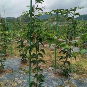 玻璃纤维立柱支撑农业新型材料育苗支架拱棚支架