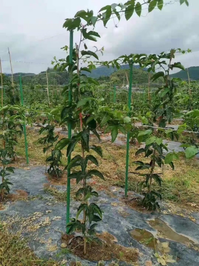 玻璃纤维立柱支撑农业新型材料育苗支架拱棚支架