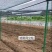 玻璃纤维立柱支撑农业新型材料育苗支架拱棚支架