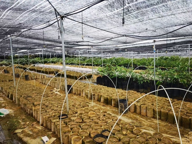 玻璃纤维立柱支撑农业新型材料育苗支架拱棚支架