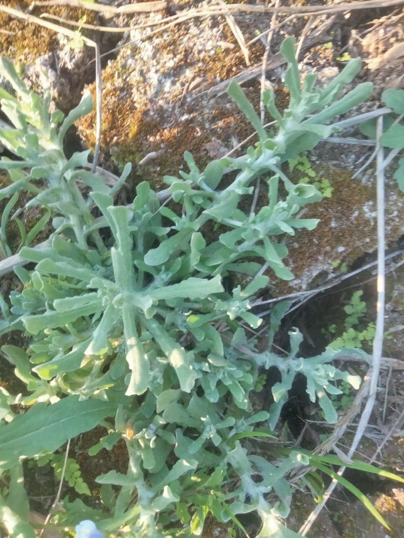 正宗清明草新鲜晒干鼠曲草清明菜绒毛鼠麴佛耳草干清明果