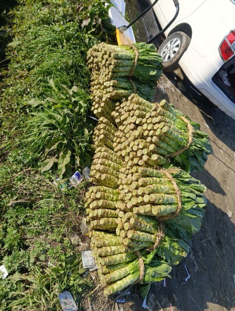 汉中精品莴笋，白皮。大量上市，产地直供。