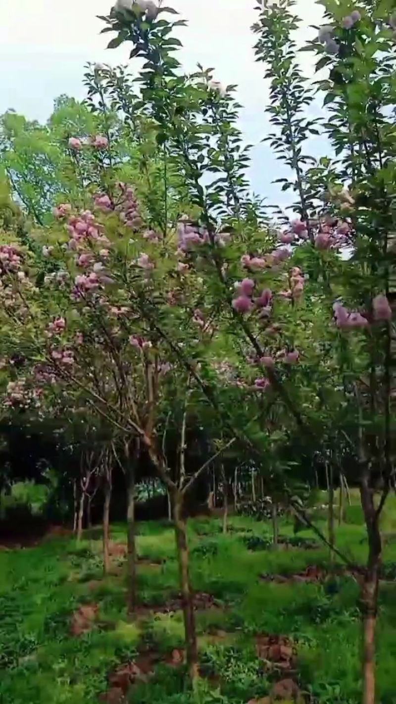 日本大山晚樱开始开花啦!