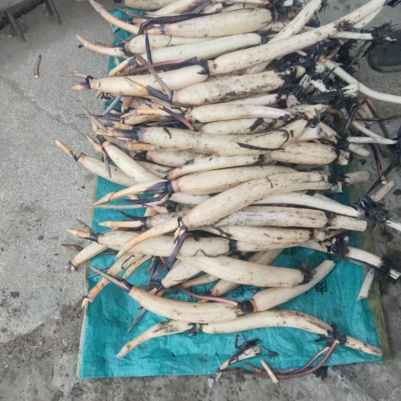 荷花苗
