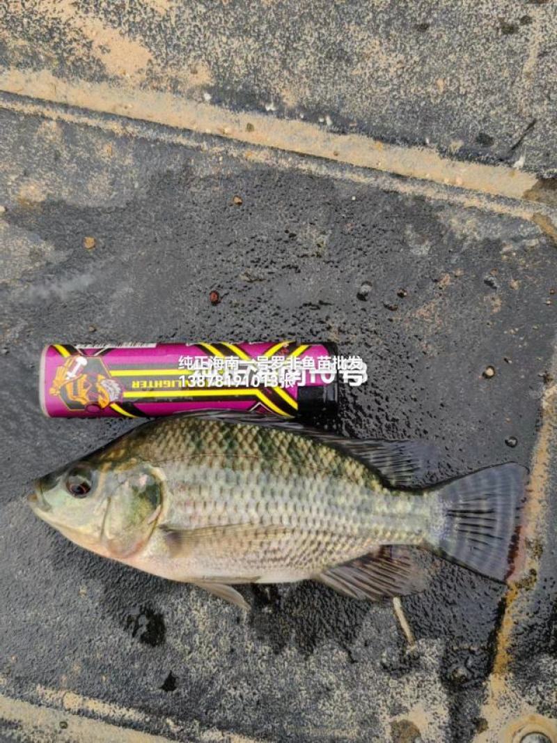 纯正快大海南一号单性罗非鱼苗质量保证一手货源欢迎订购