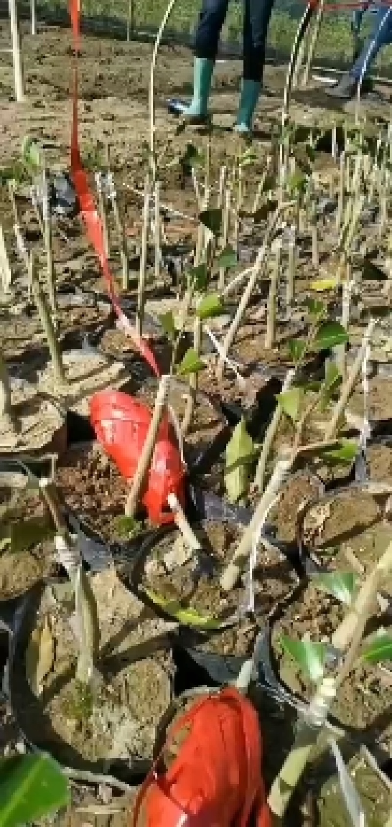 正中广东茂名电白观珠镇沉香奇楠黄叶子。需要的联系沉香奇楠