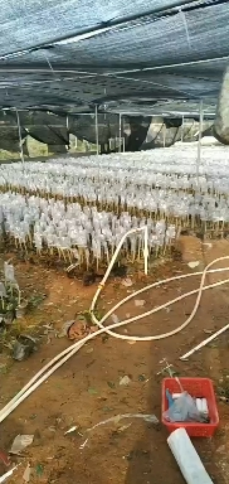 正中广东茂名电白观珠镇沉香奇楠黄叶子。需要的联系沉香奇楠
