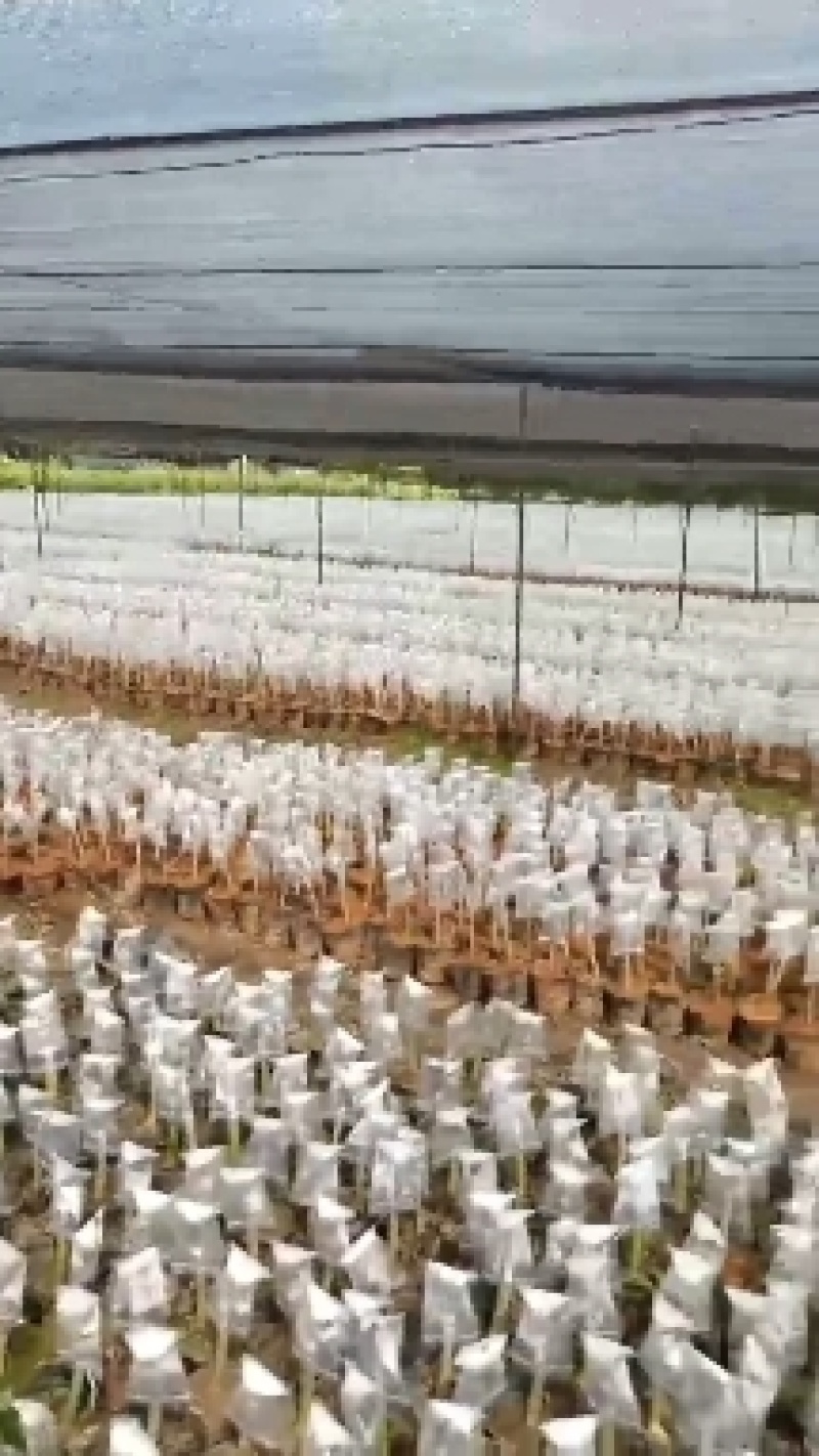 正中广东茂名电白观珠镇沉香奇楠黄叶子。需要的联系沉香奇楠