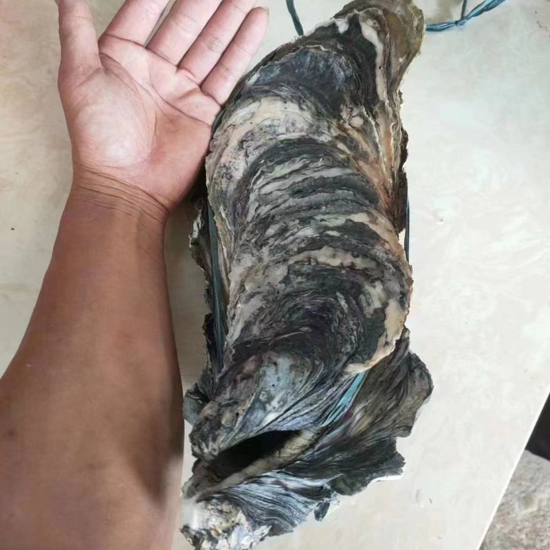 台山天然围养肥蚝，脚板蚝，手臂蚝，网红大生蚝，原产地批发
