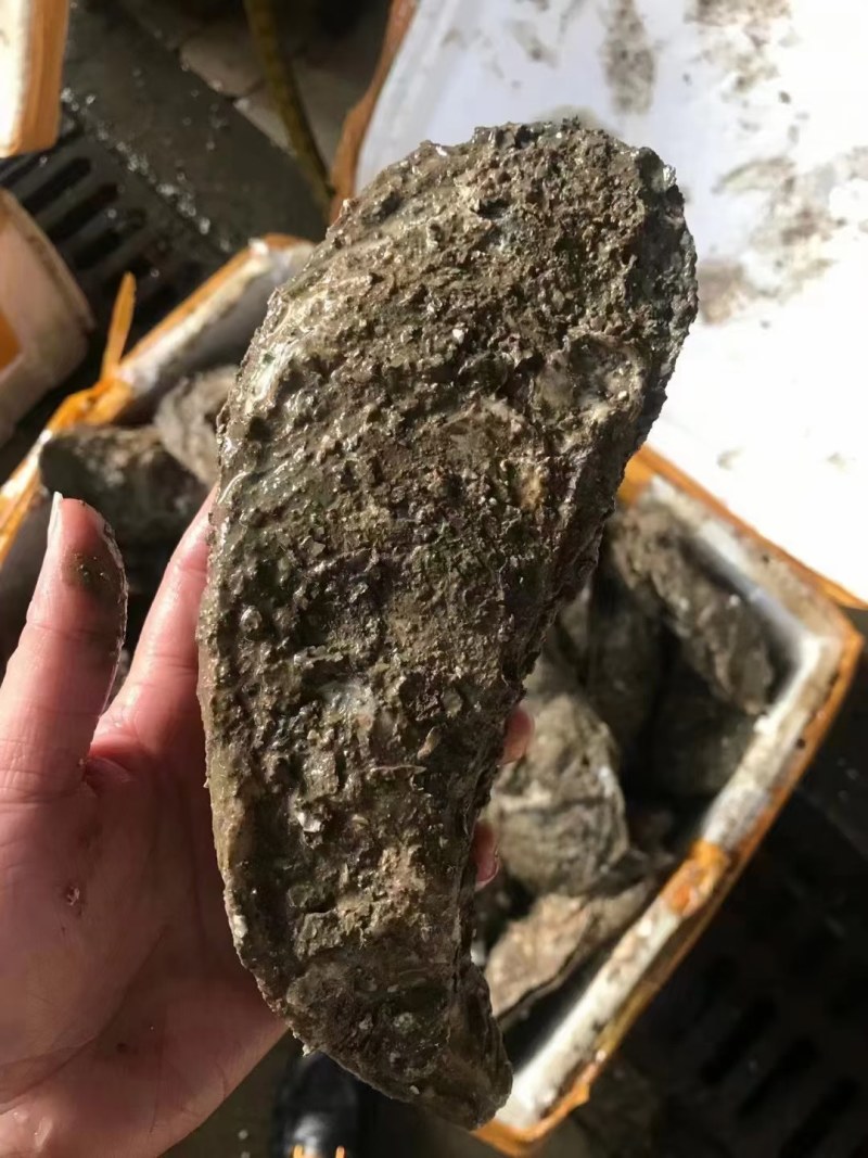 台山天然围养肥蚝，脚板蚝，手臂蚝，网红大生蚝，原产地批发