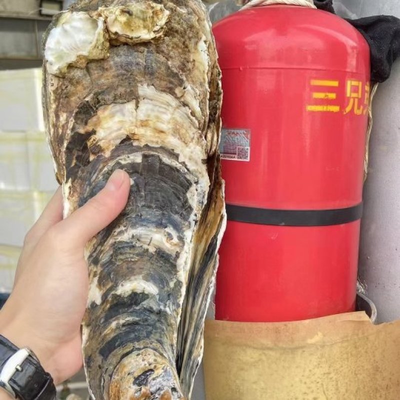台山天然围养肥蚝，脚板蚝，手臂蚝，网红大生蚝，原产地批发