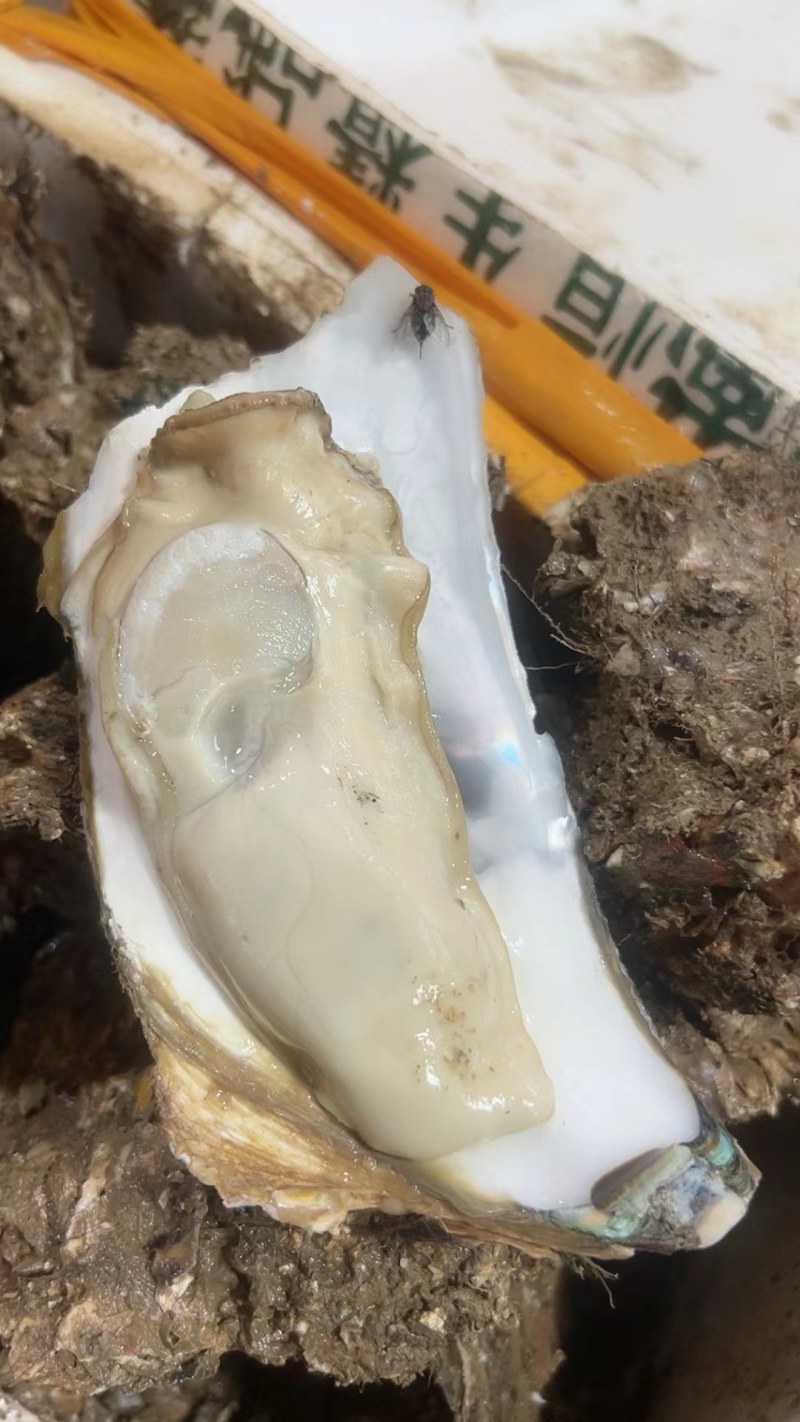 台山天然围养肥蚝，脚板蚝，手臂蚝，网红大生蚝，原产地批发