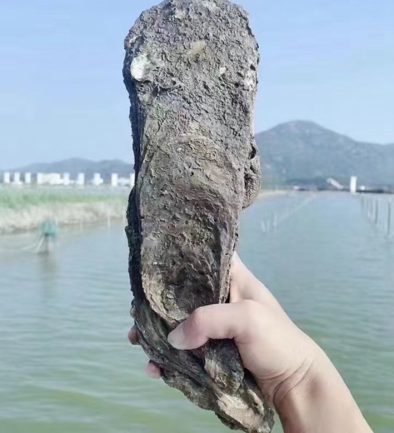 台山天然围养肥蚝，脚板蚝，手臂蚝，网红大生蚝，原产地批发