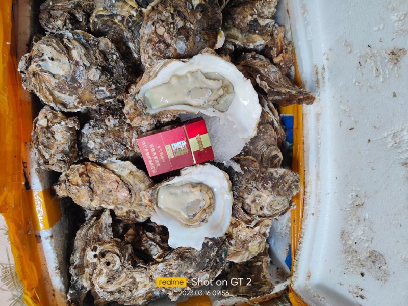 台山天然围养肥蚝，脚板蚝，手臂蚝，网红大生蚝，原产地批发