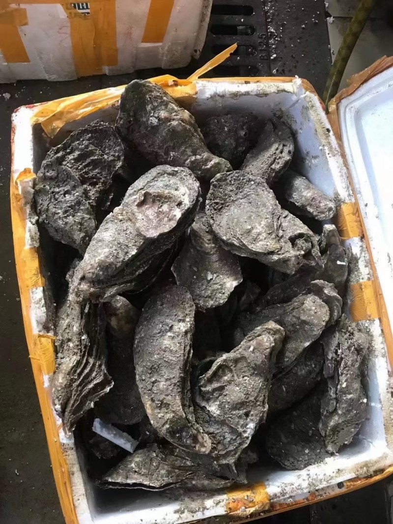 台山天然围养肥蚝，脚板蚝，手臂蚝，网红大生蚝，原产地批发