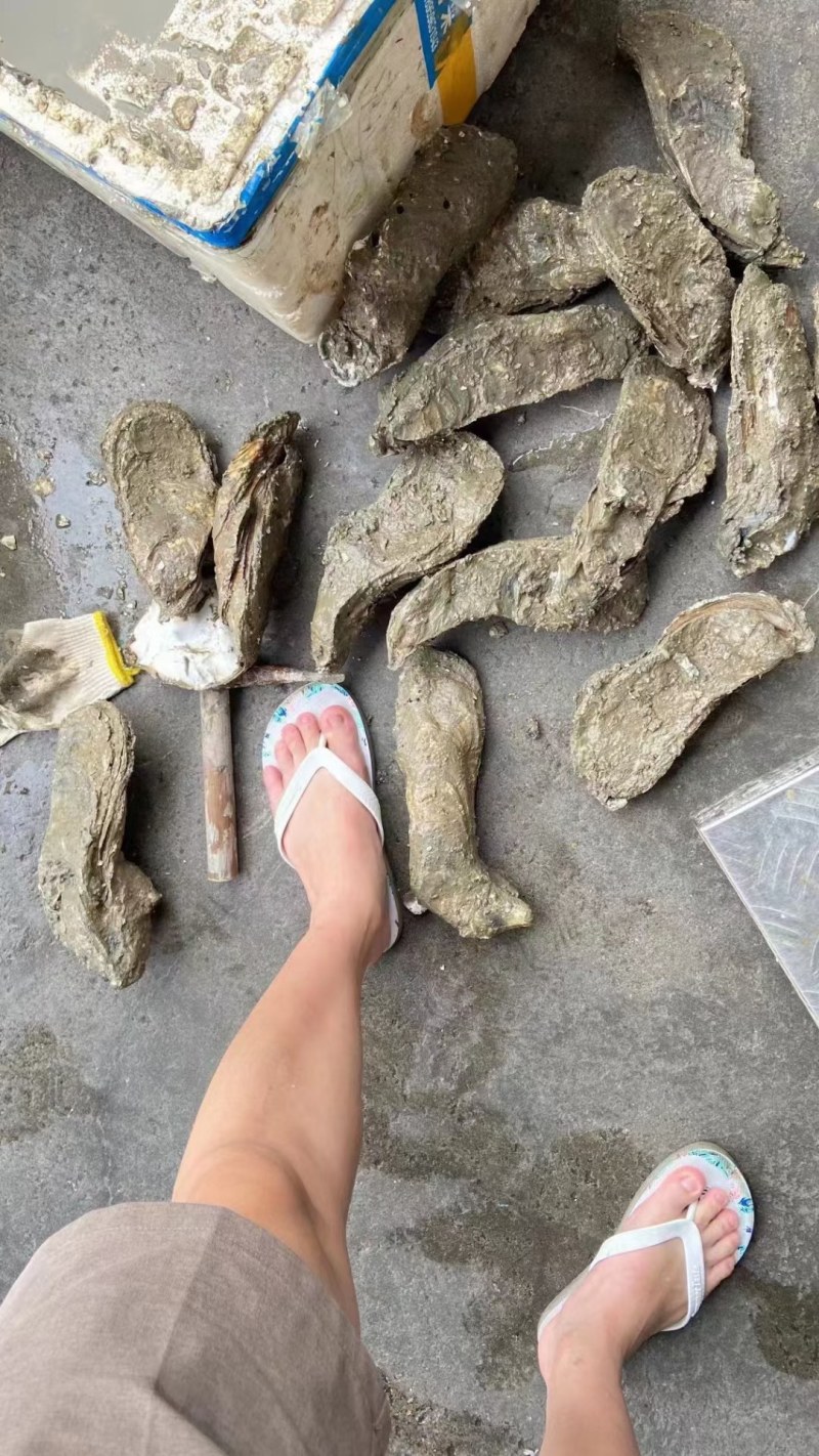 台山天然围养肥蚝，脚板蚝，手臂蚝，网红大生蚝，原产地批发
