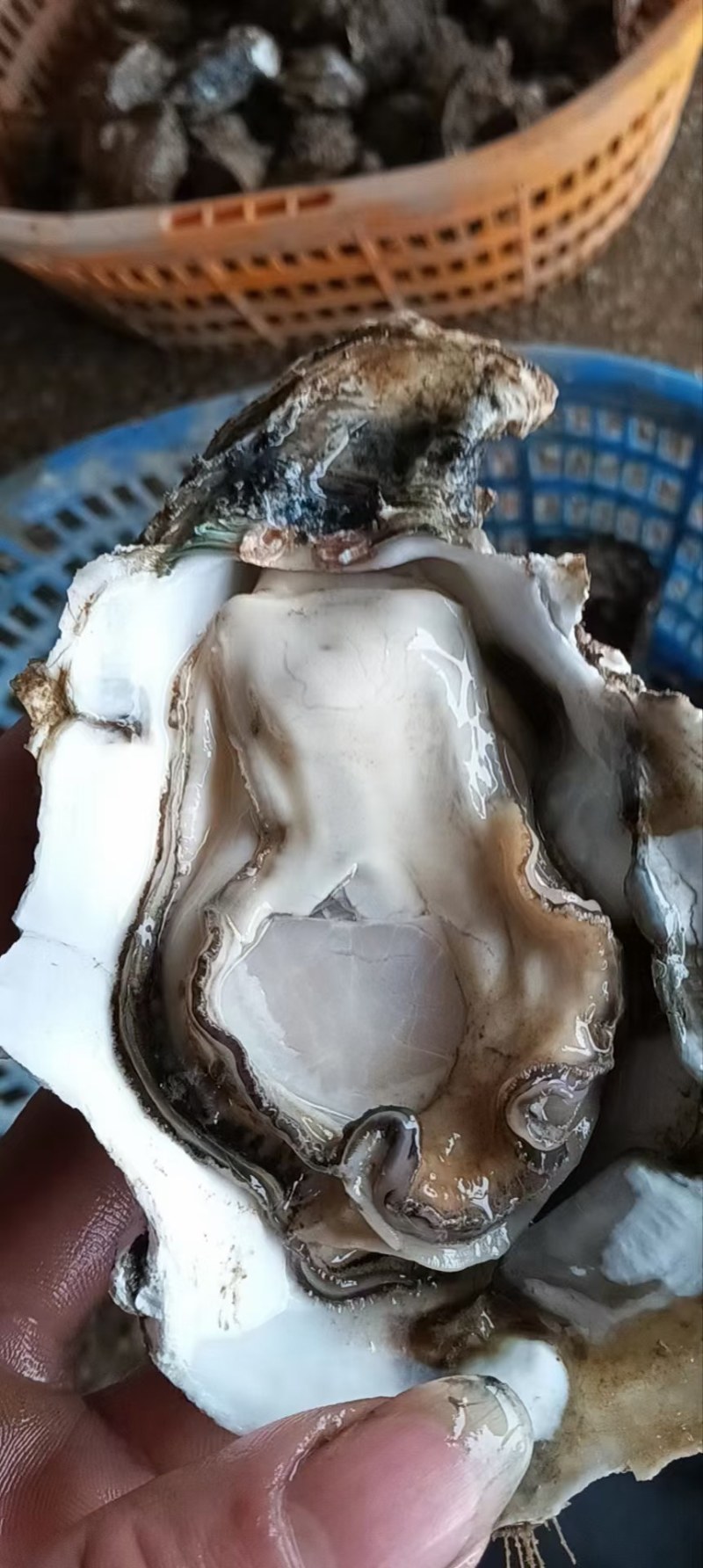 台山天然围养肥蚝，脚板蚝，手臂蚝，网红大生蚝，原产地批发