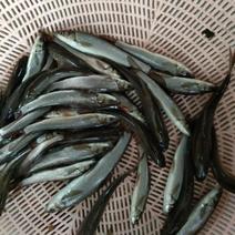 【精品】银鳕鱼苗，免费技术指导，渔场直供，量大从优