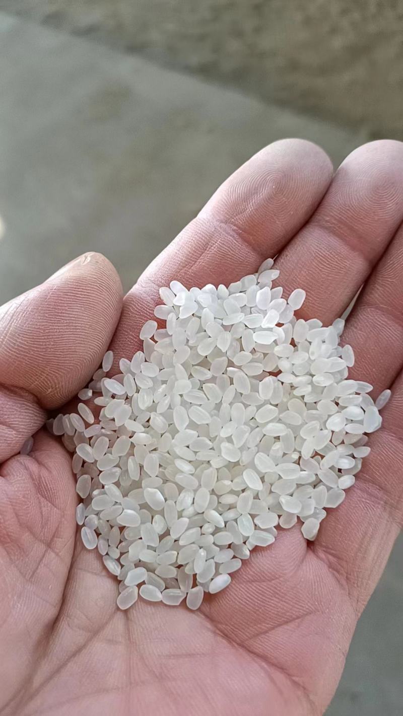陈粮珍珠米